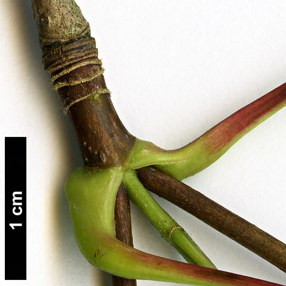 High resolution image: Family: Sapindaceae - Genus: Acer - Taxon: pictum - SpeciesSub: subsp. macropterum High resolution image: Family: Sapindaceae - Genus: Acer - Taxon: pictum - SpeciesSub: subsp. macropterum